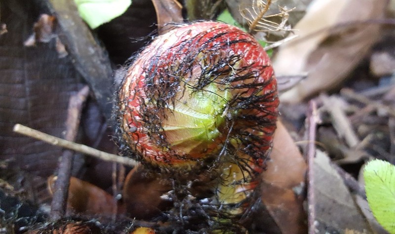 Blechnum brasiliense photo 7