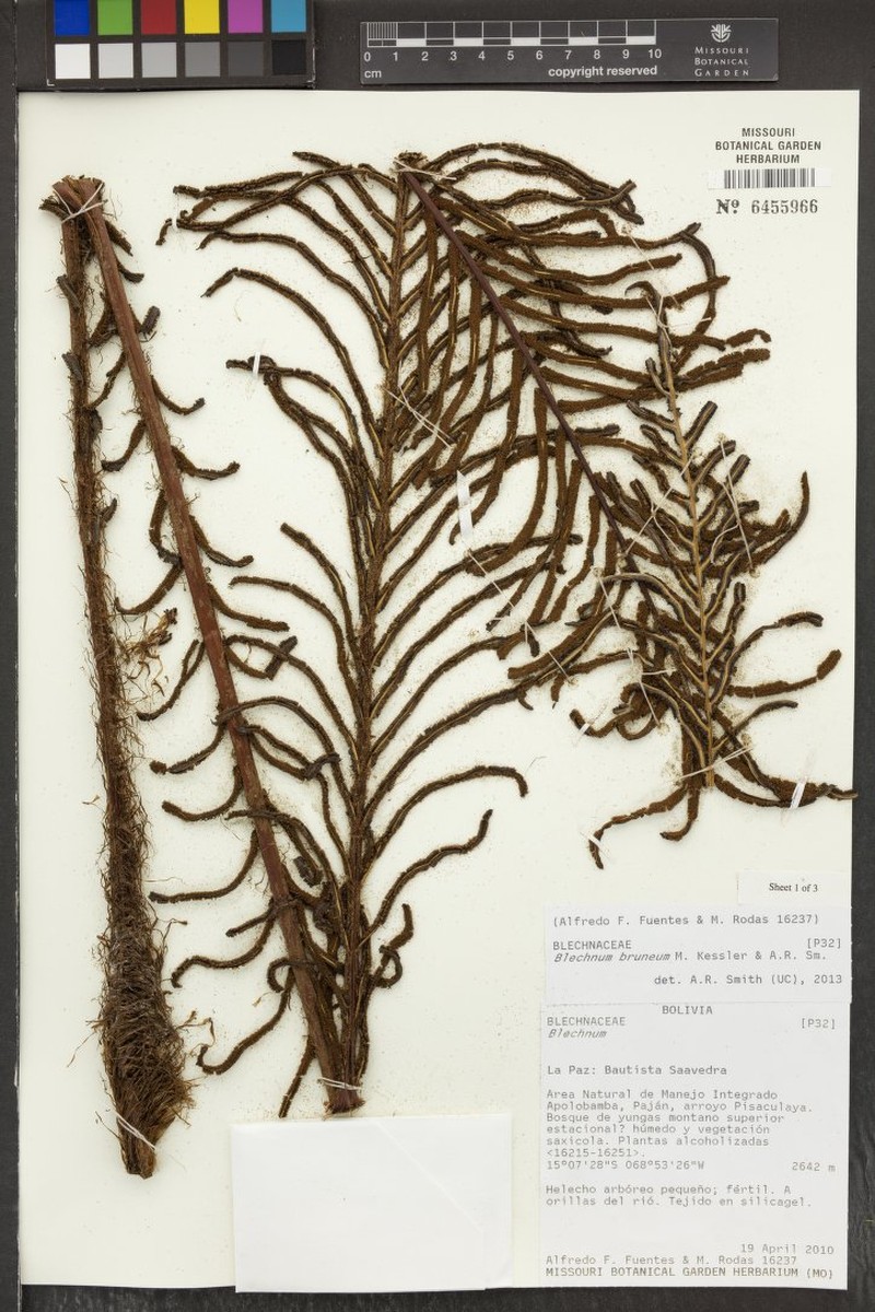 Blechnum bruneum