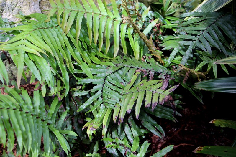 Blechnum camfieldii