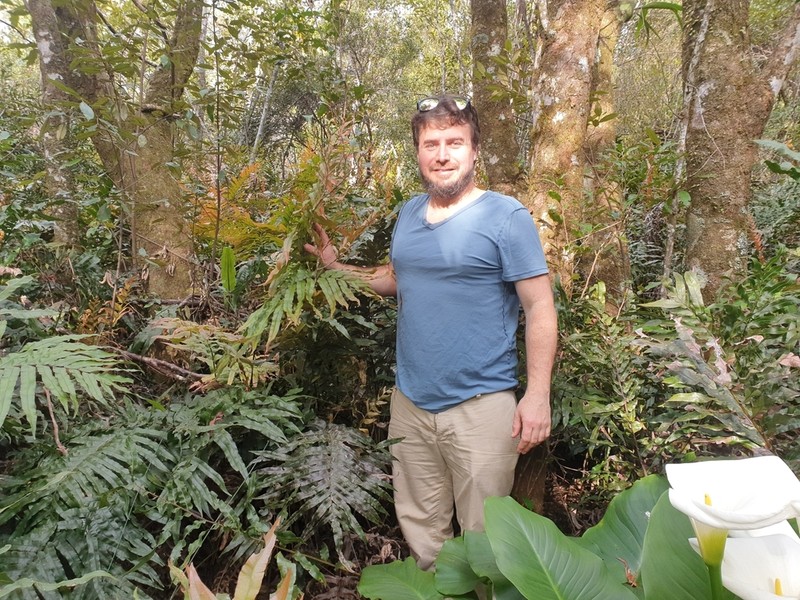 Blechnum camfieldii photo 2