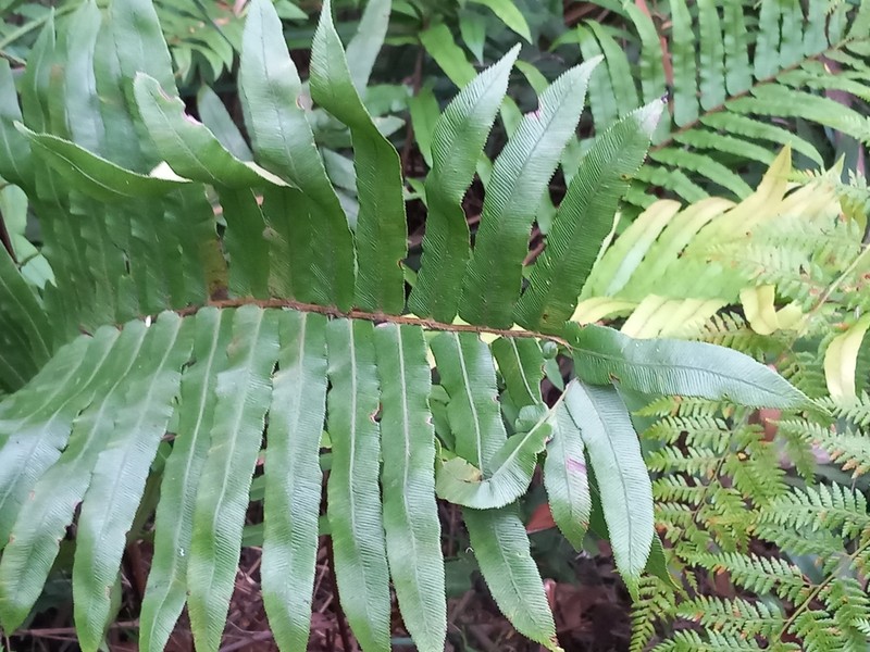 Blechnum camfieldii photo 3