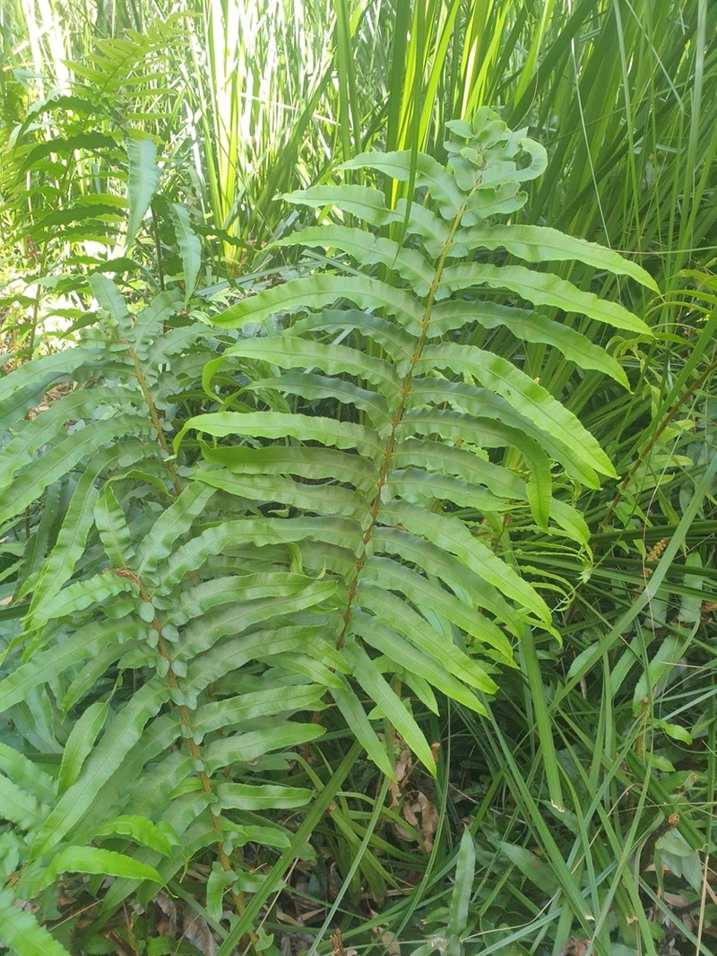 Blechnum camfieldii photo 4