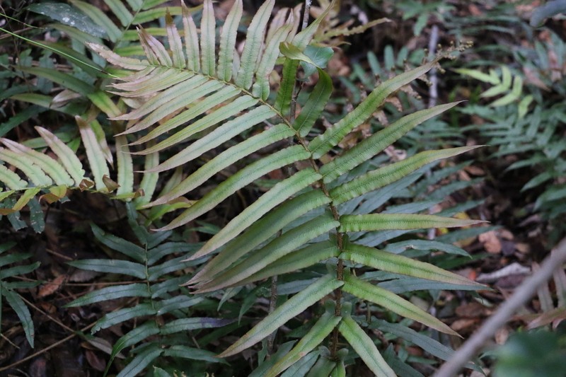 Blechnum camfieldii photo 5