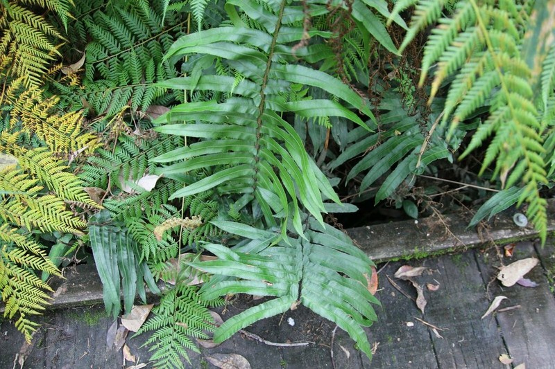 Blechnum camfieldii photo 6