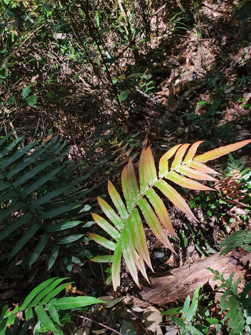 Blechnum camfieldii photo 7