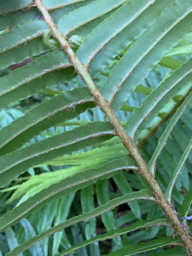 Blechnum capense