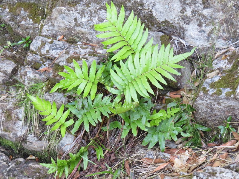 Blechnum capense photo 2