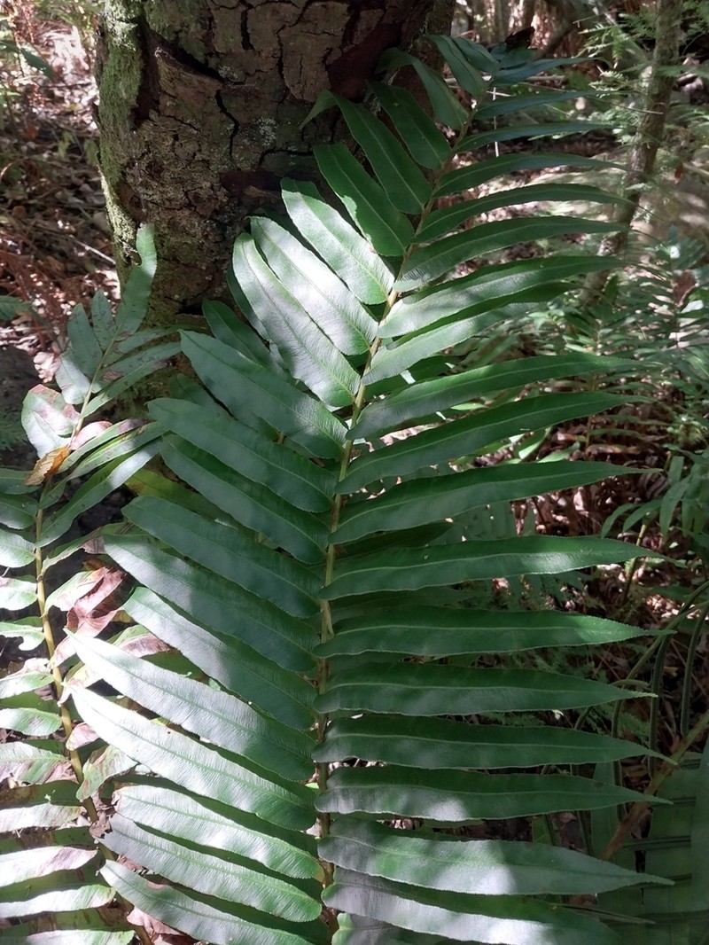 Blechnum capense photo 3