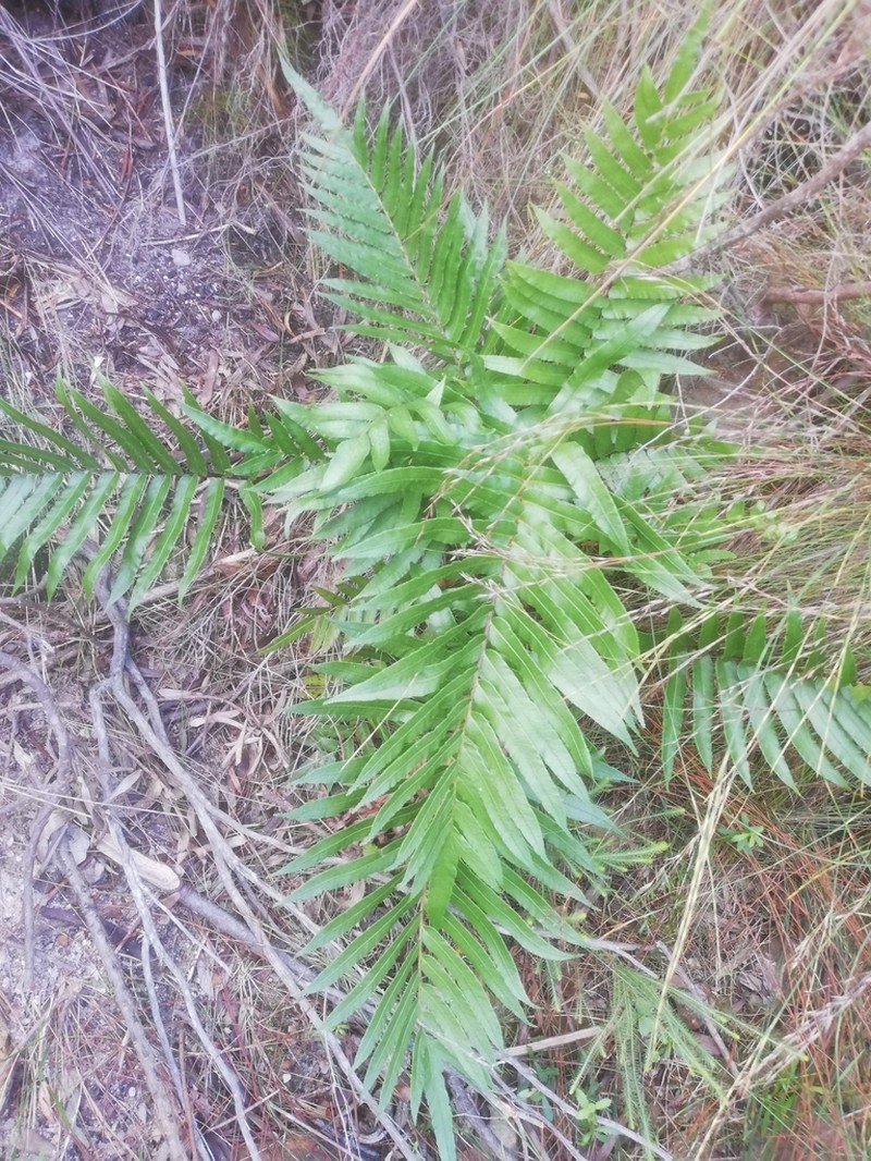 Blechnum capense photo 4