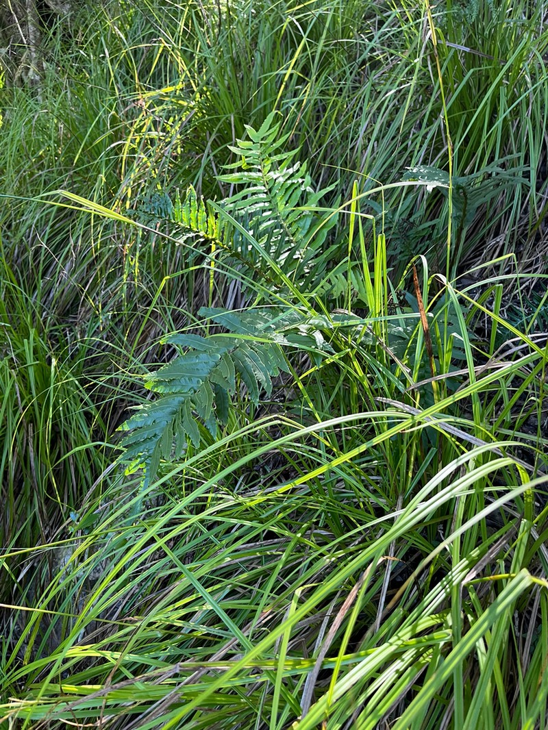 Blechnum capense photo 5
