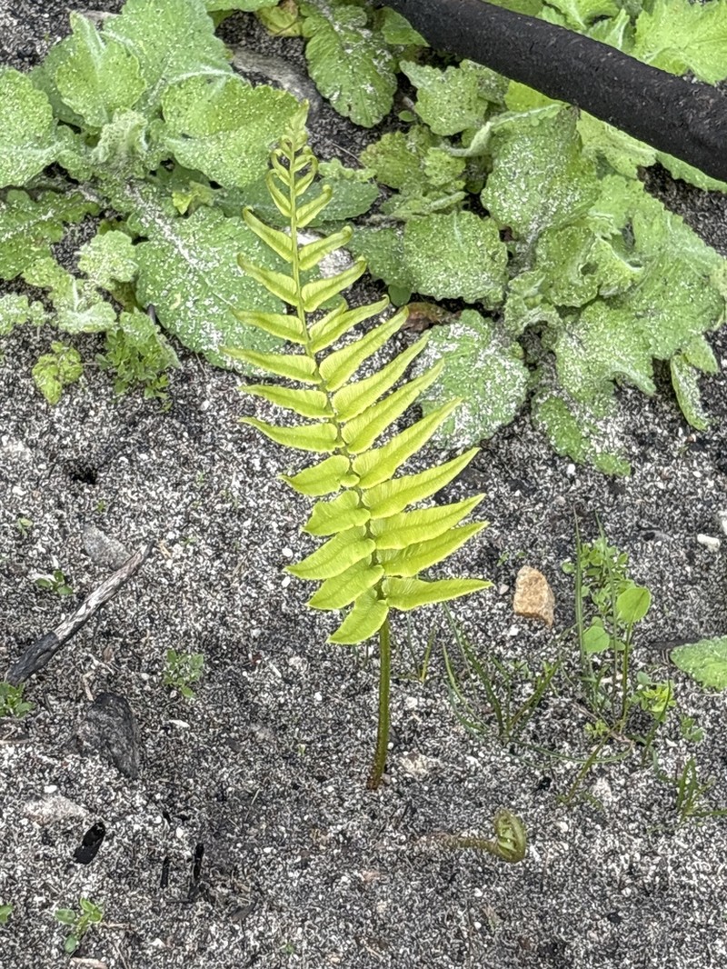 Blechnum capense photo 6