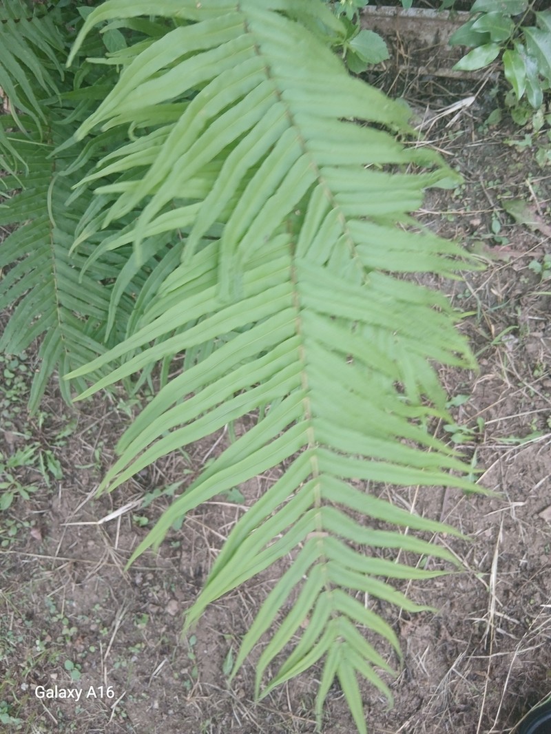 Blechnum capense photo 7