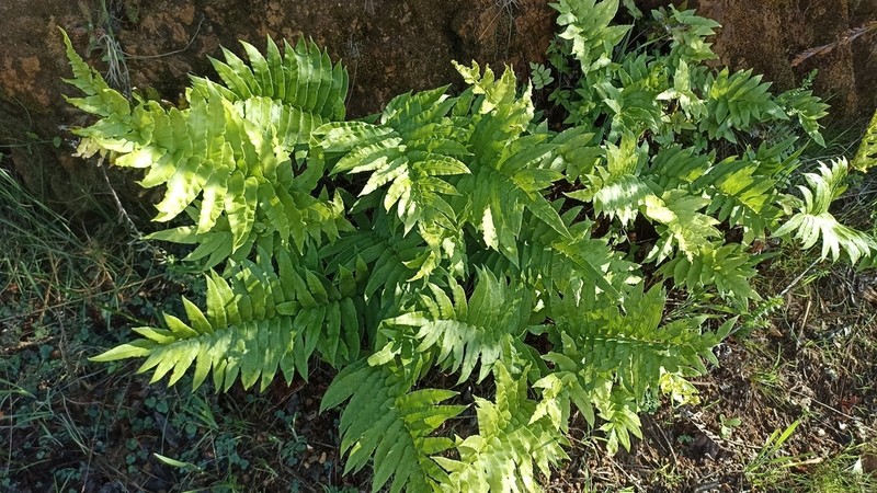 Blechnum capense photo 8