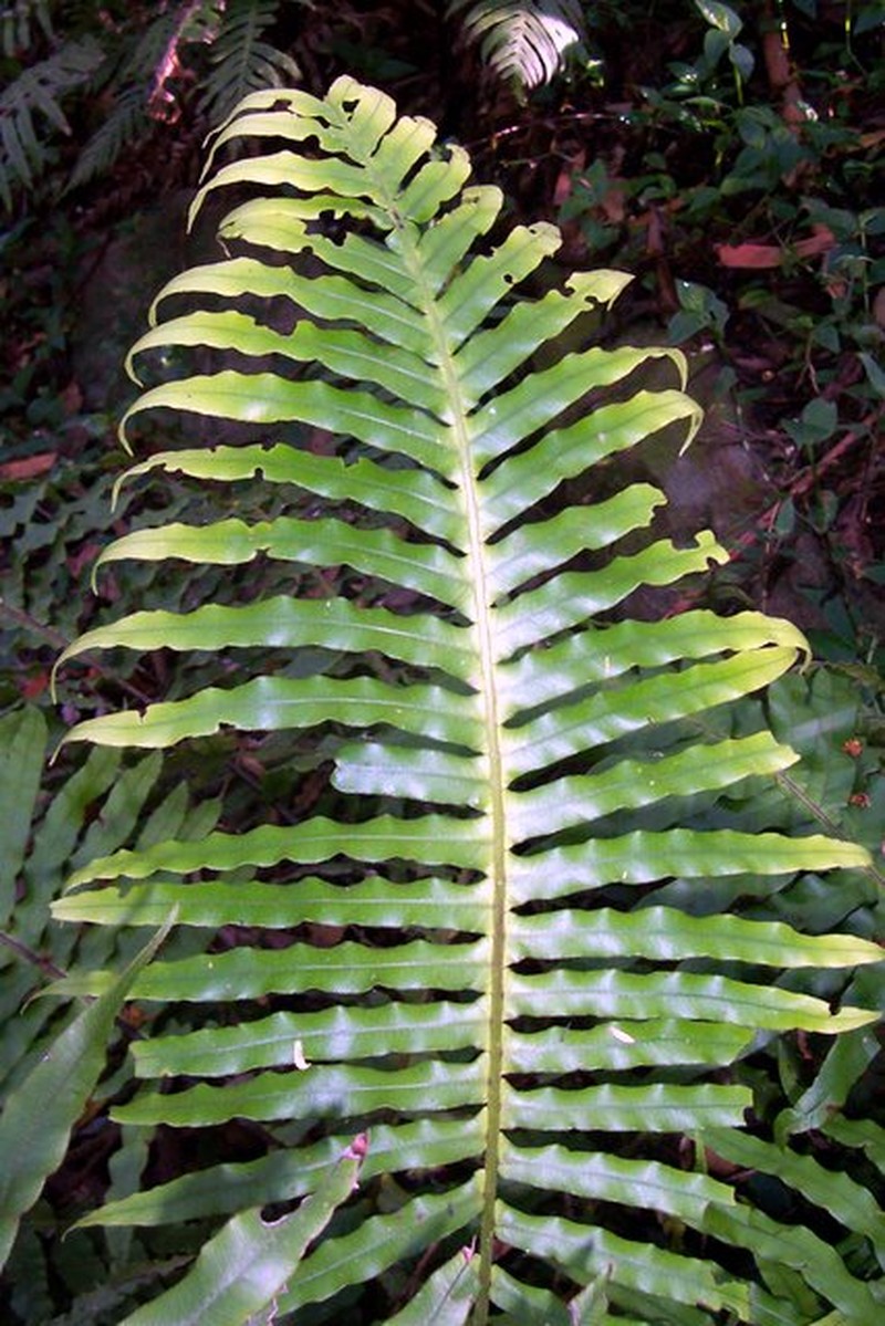 Blechnum cartilagineum