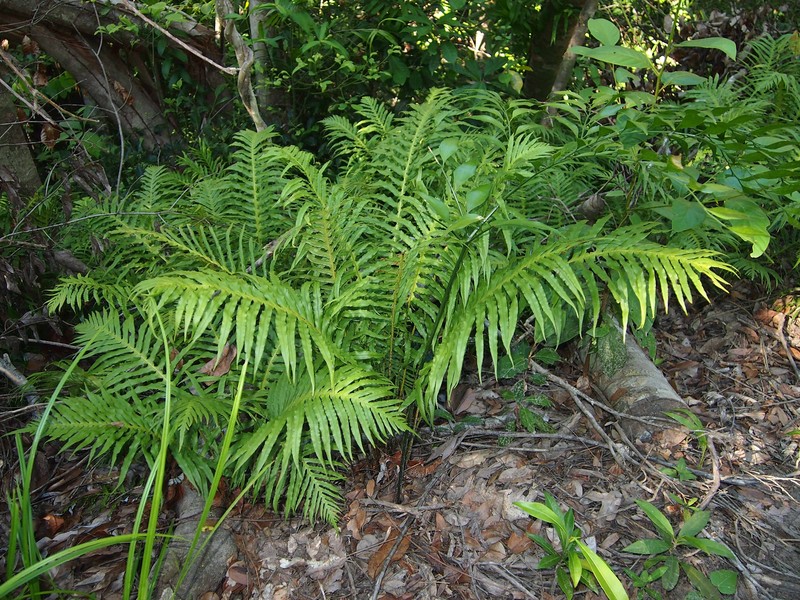 Blechnum cartilagineum photo 2