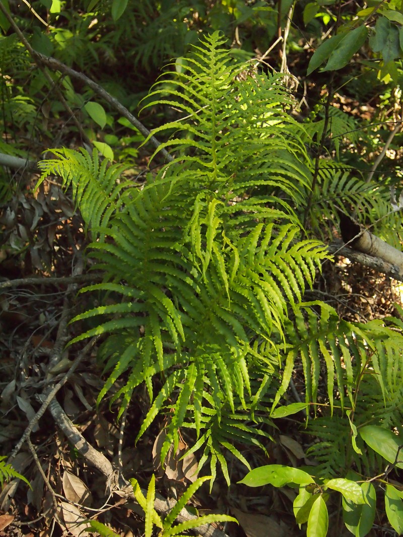 Blechnum cartilagineum photo 3