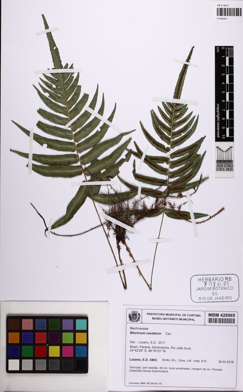 Blechnum caudatum