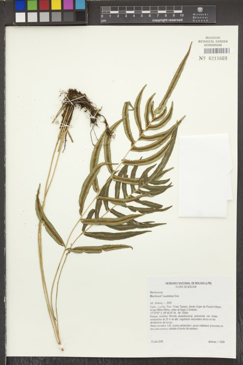 Blechnum caudatum photo 2