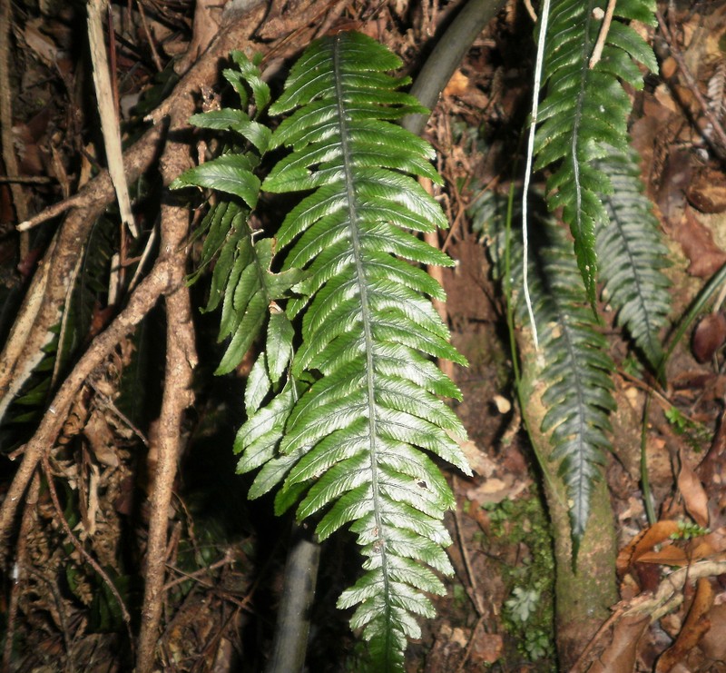 Blechnum chambersii