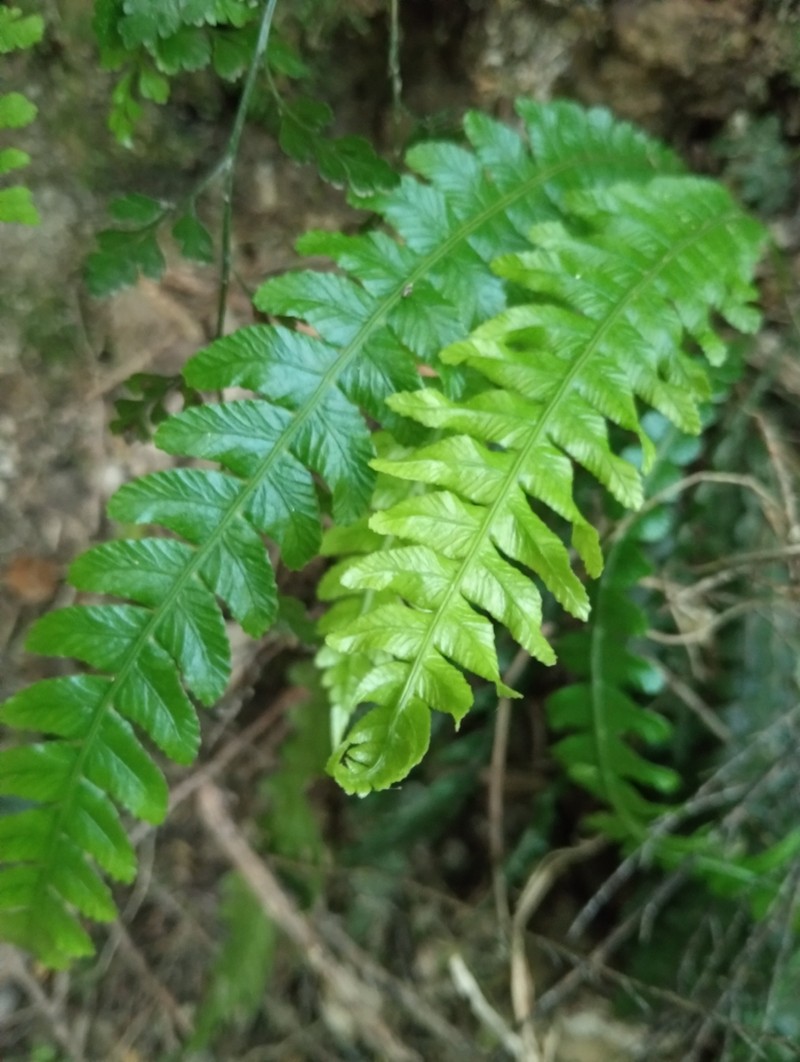 Blechnum chambersii photo 2