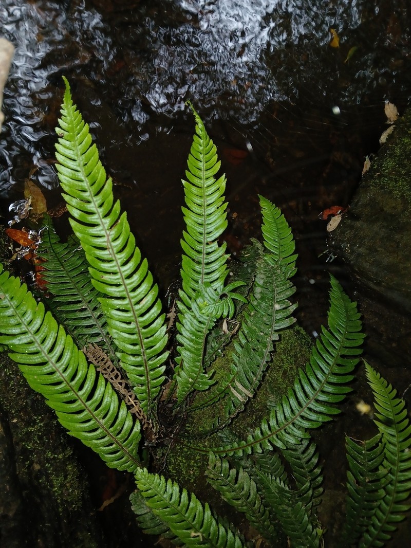 Blechnum chambersii photo 3