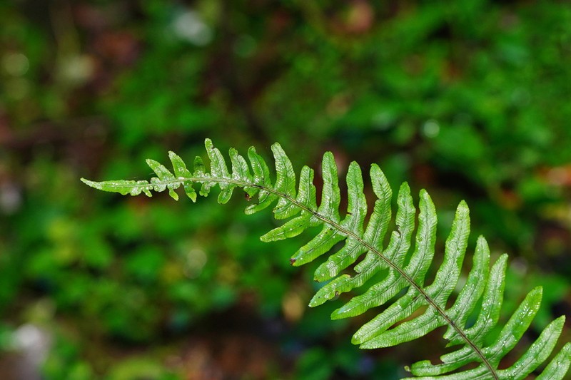 Blechnum chambersii photo 4