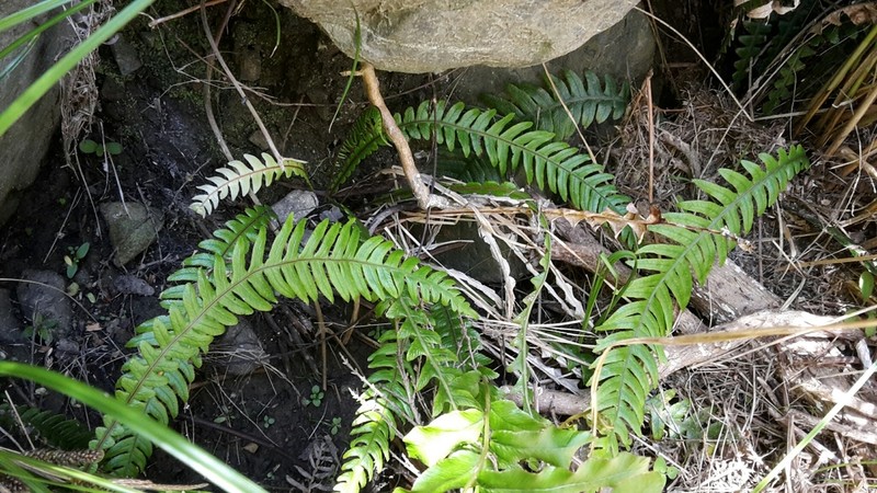 Blechnum chambersii photo 5