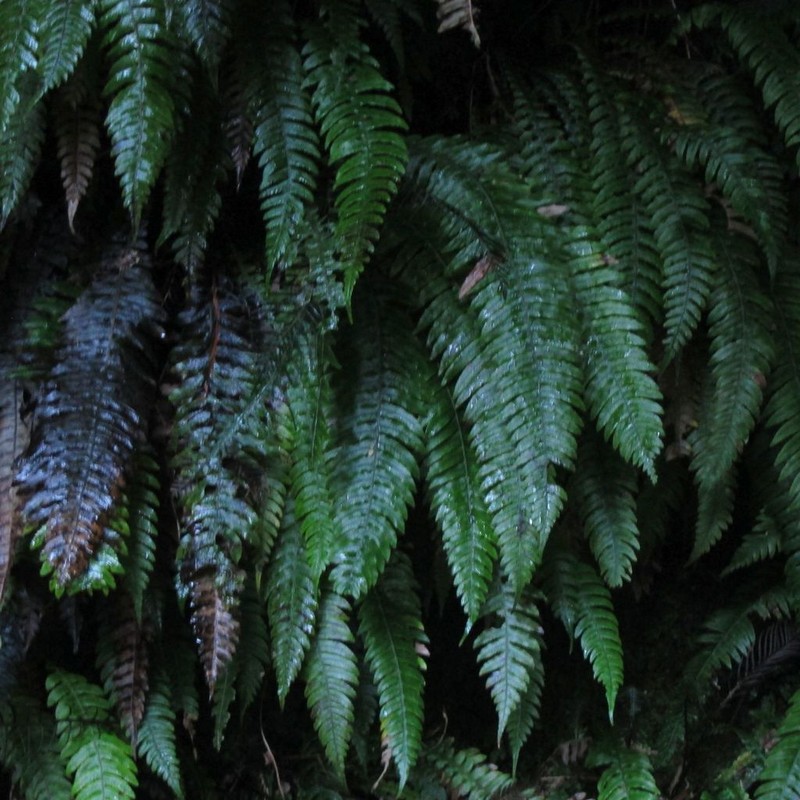Blechnum chambersii photo 6