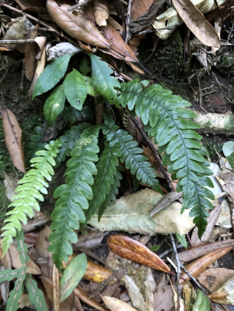 Blechnum chambersii photo 7