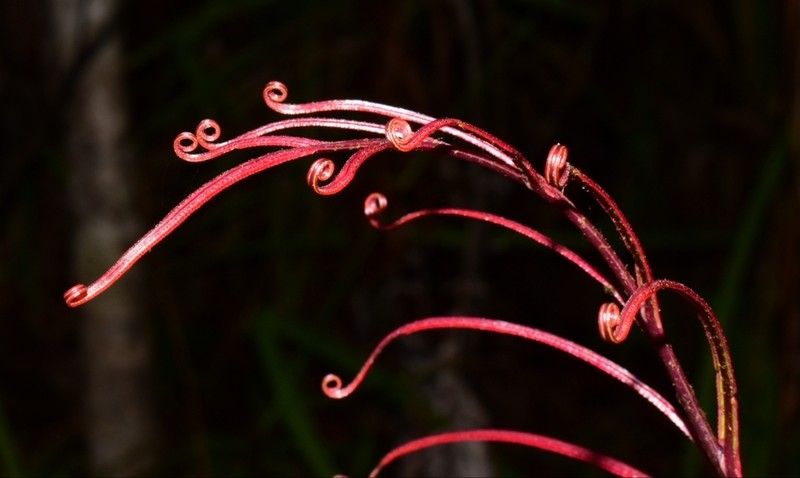 Blechnum chauliodontum