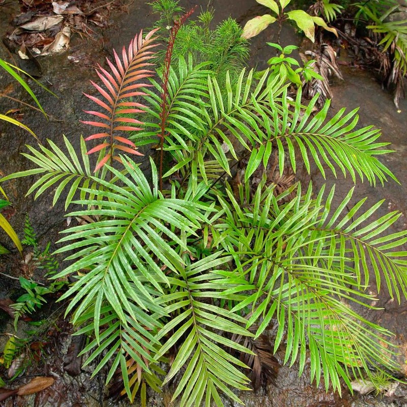 Blechnum chauliodontum photo 2