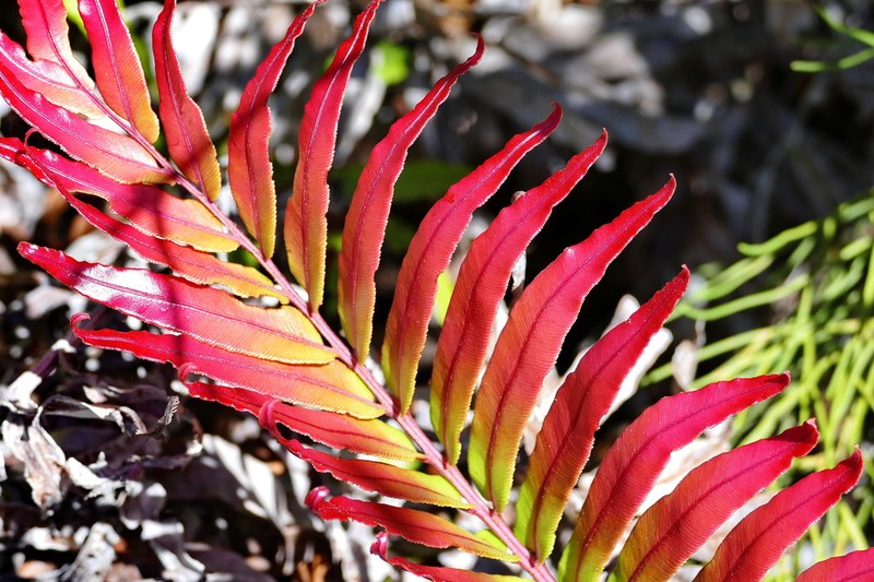 Blechnum chauliodontum photo 3