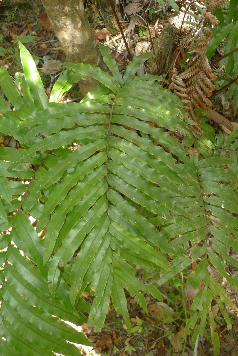 Blechnum chauliodontum photo 4
