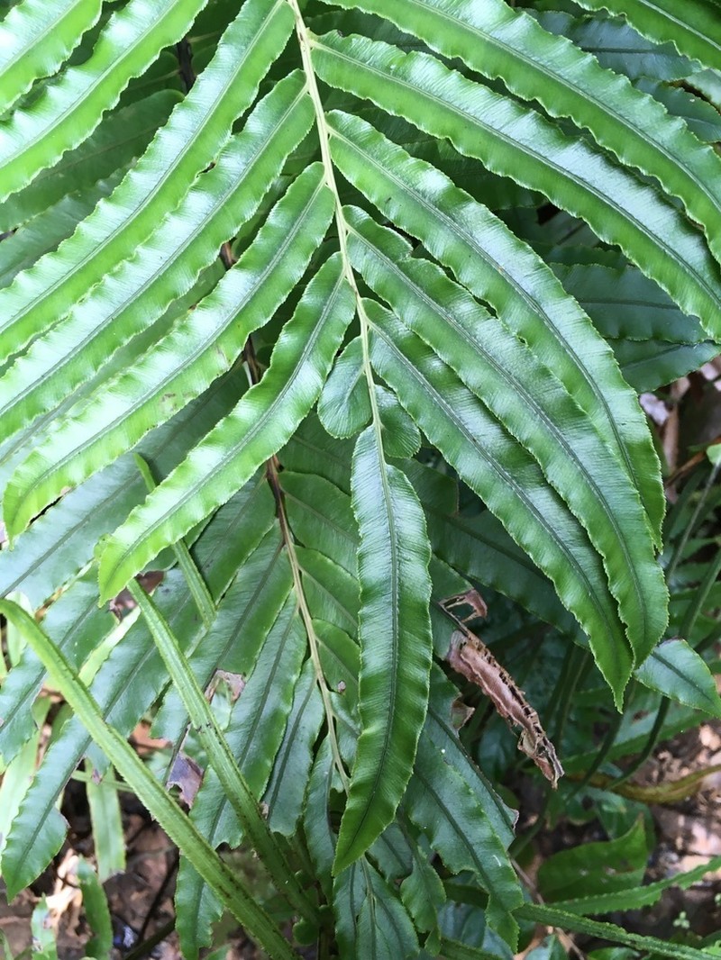 Blechnum chauliodontum photo 5