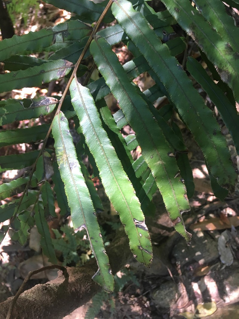 Blechnum chauliodontum photo 6