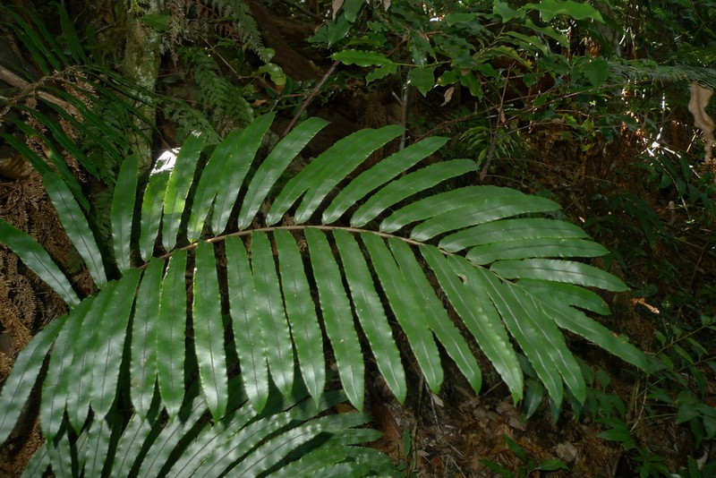 Blechnum chauliodontum photo 7