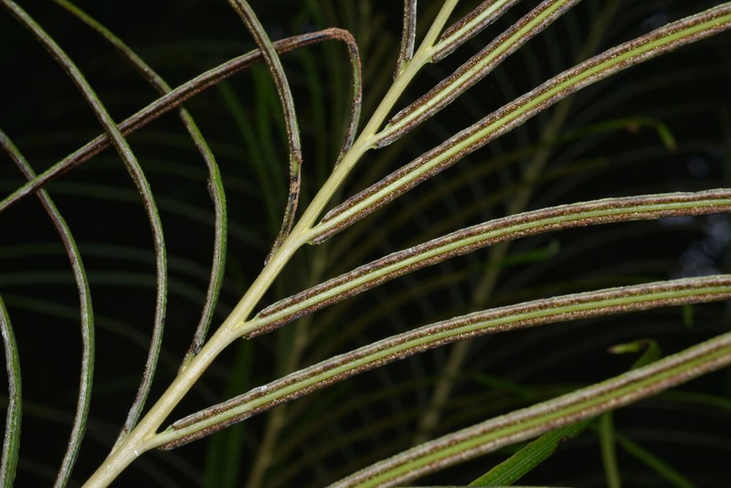 Blechnum chauliodontum photo 8