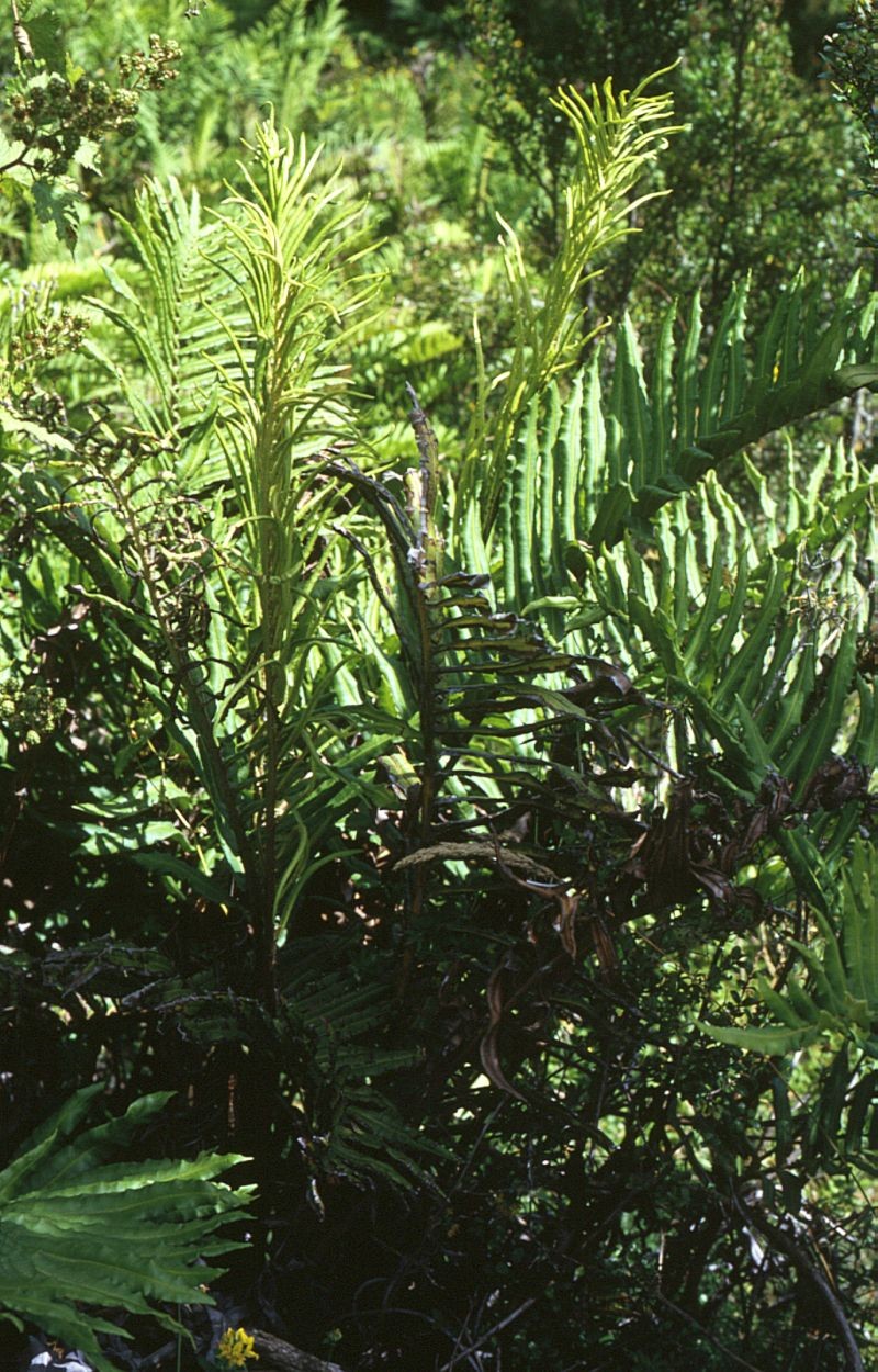 Blechnum chilense
