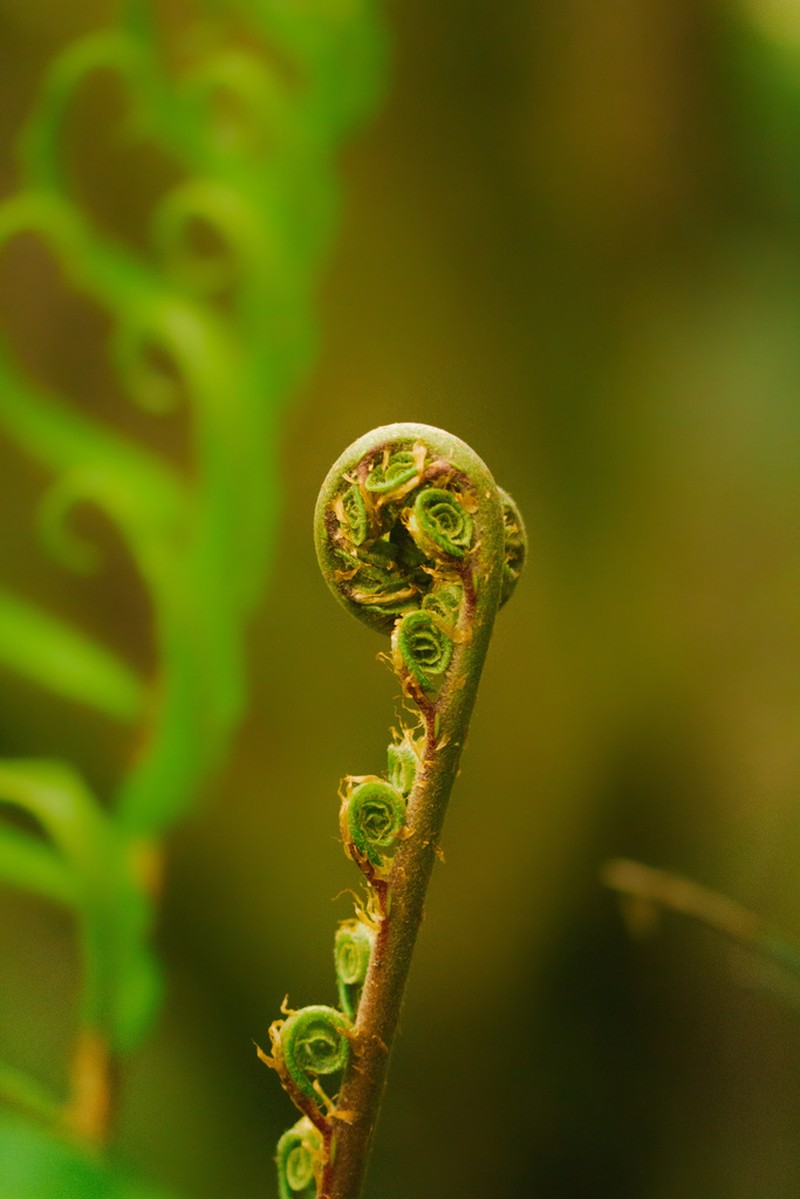 Blechnum chilense photo 2