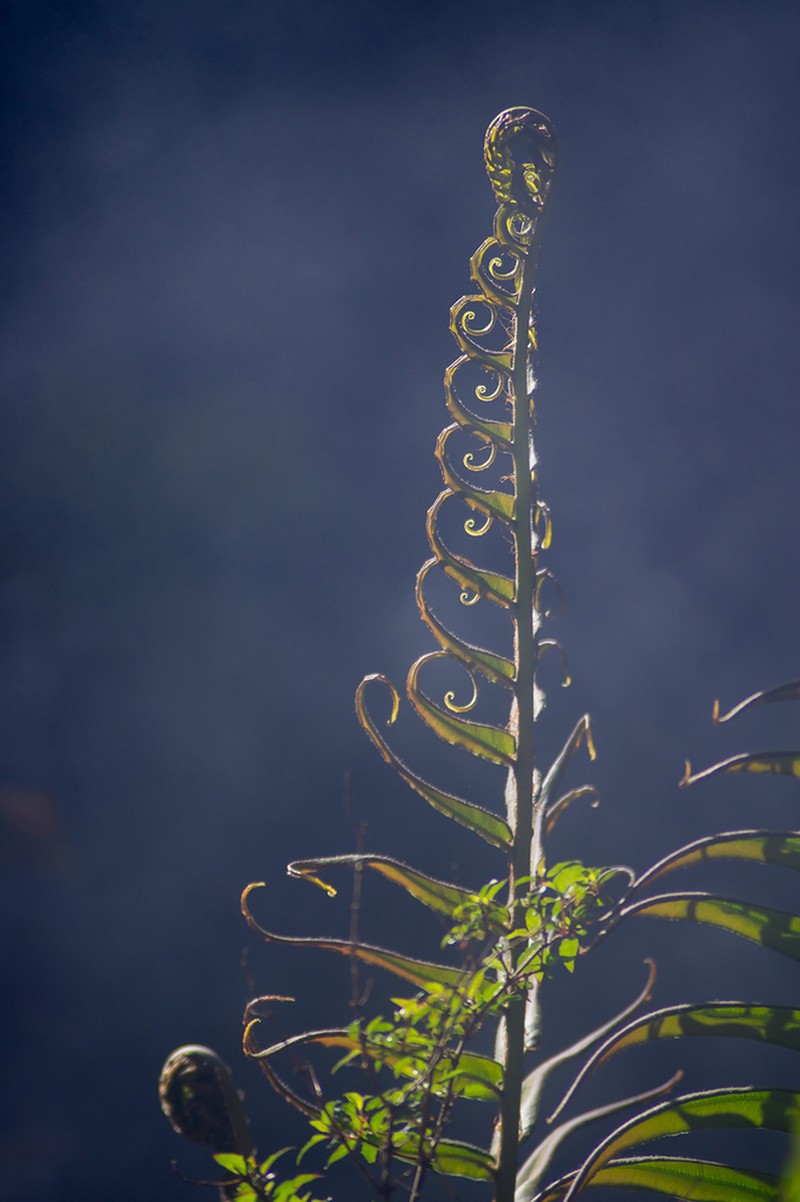 Blechnum chilense photo 3