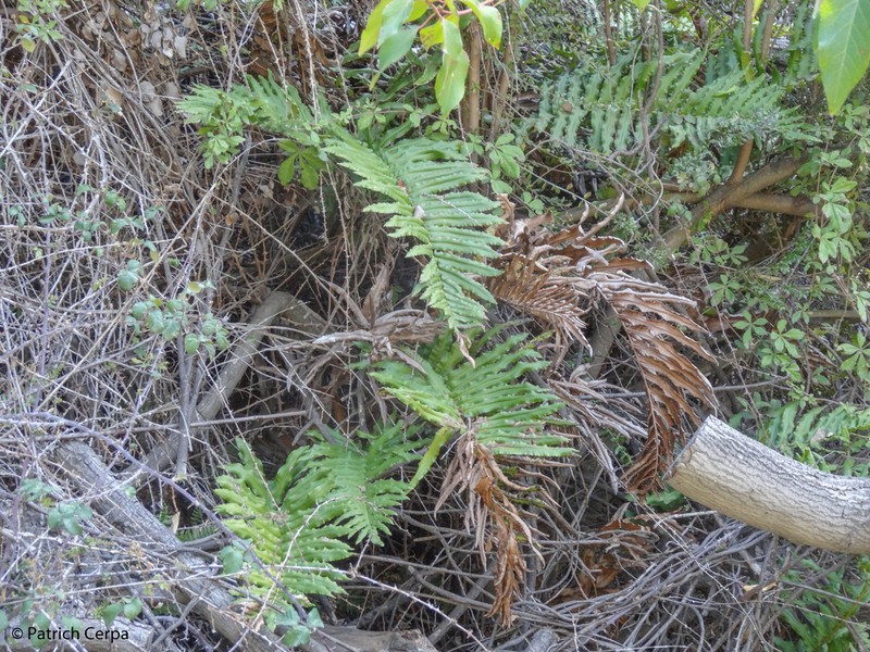 Blechnum chilense photo 4