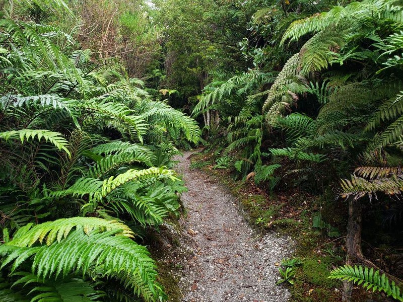 Blechnum chilense photo 5