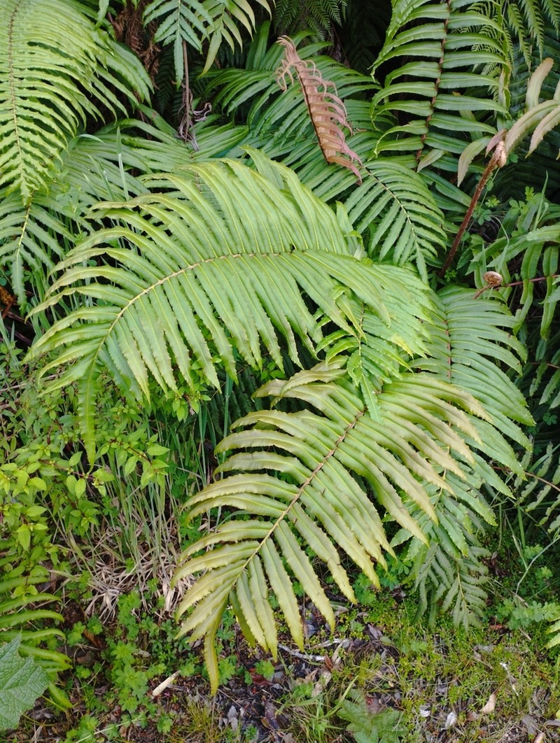 Blechnum chilense photo 6