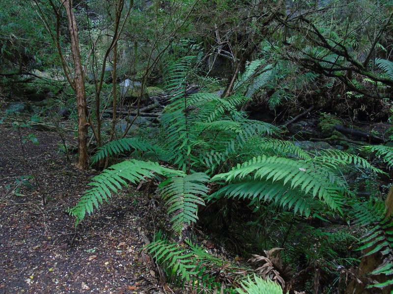 Blechnum chilense photo 7