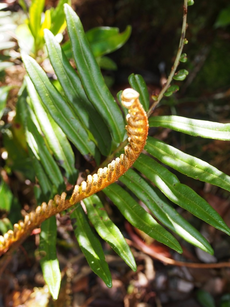 Blechnum chiriquanum photo 2