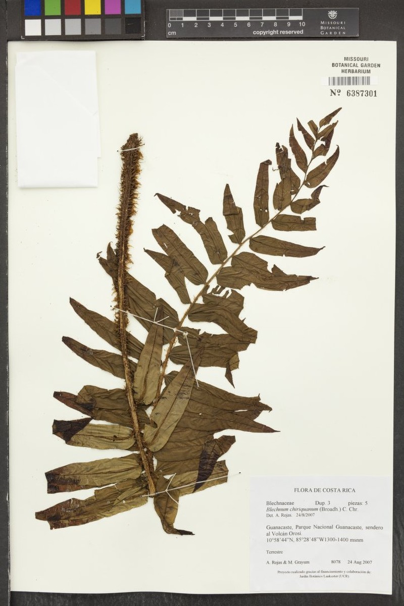 Blechnum chiriquanum photo 4