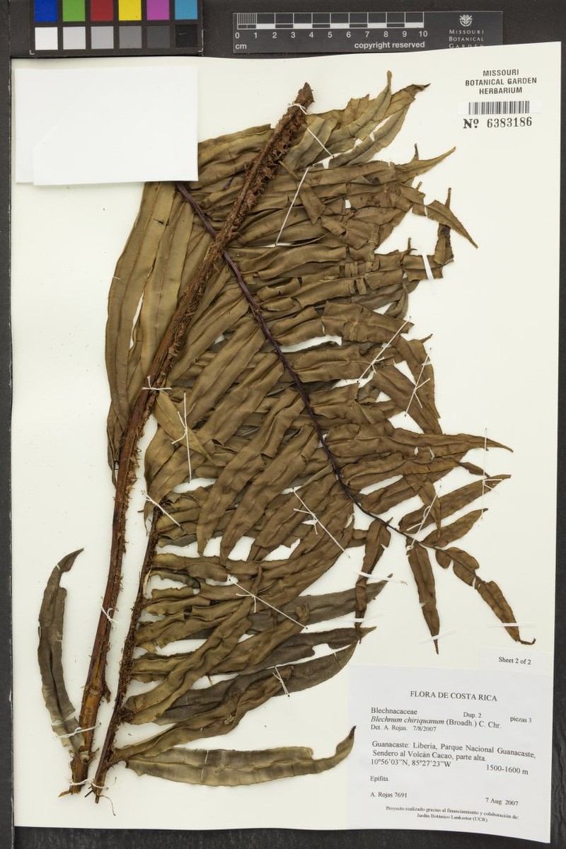 Blechnum chiriquanum photo 5