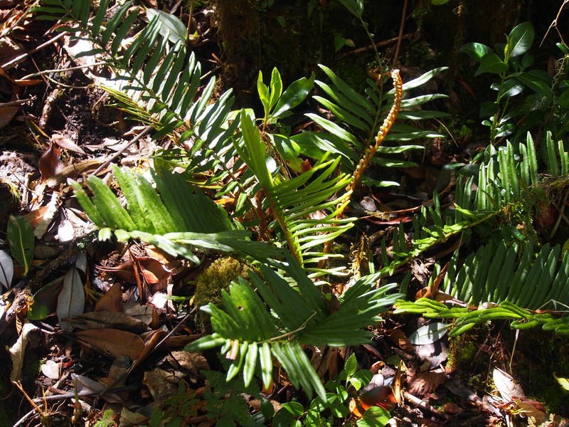 Blechnum chiriquanum