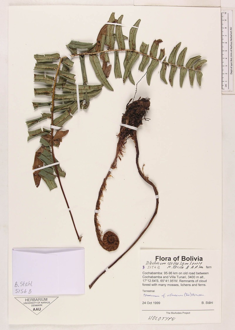 Blechnum cochabambense
