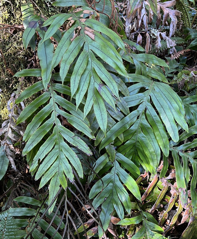 Blechnum colensoi